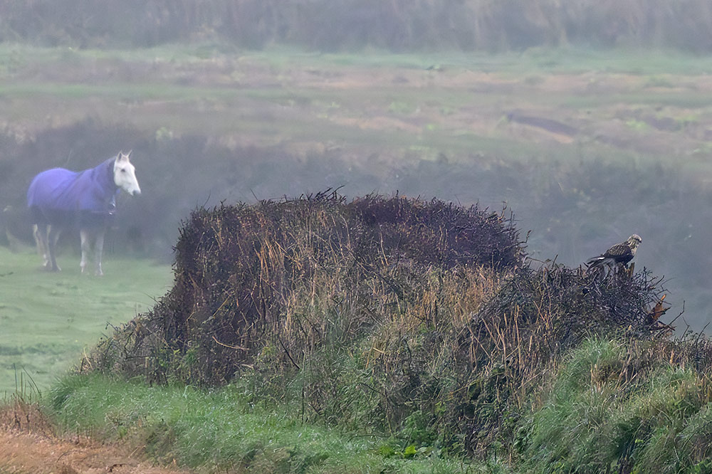 rough-legged buzzard